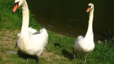 SC 2008 - Zlatá osmdesátá